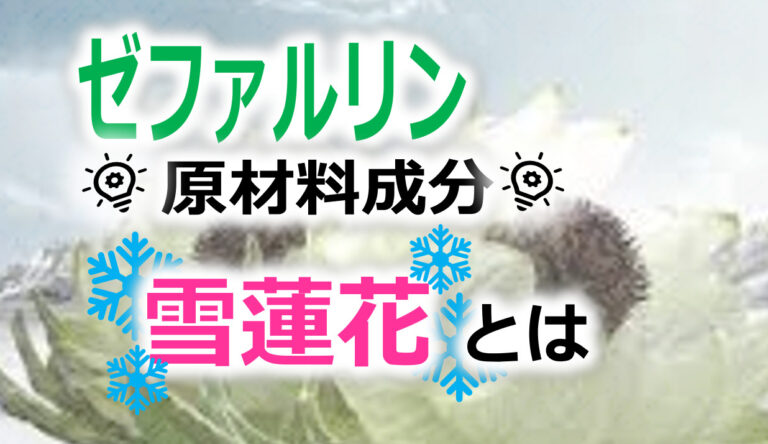 雪蓮花とは